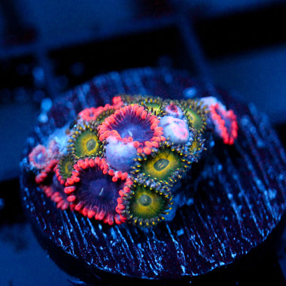 JC Typhloshion Zoanthid Mix