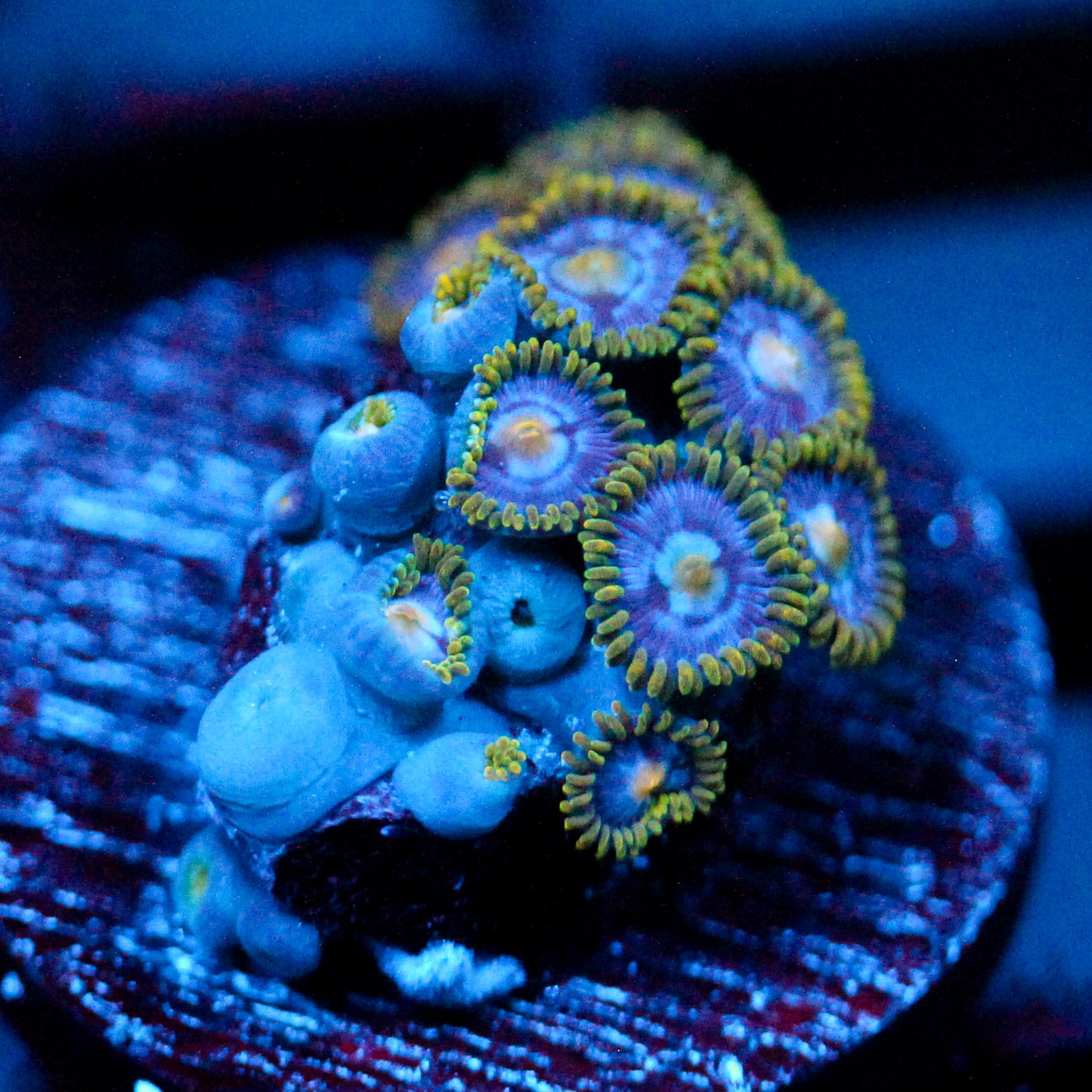 JC Gold Burst Zoanthid