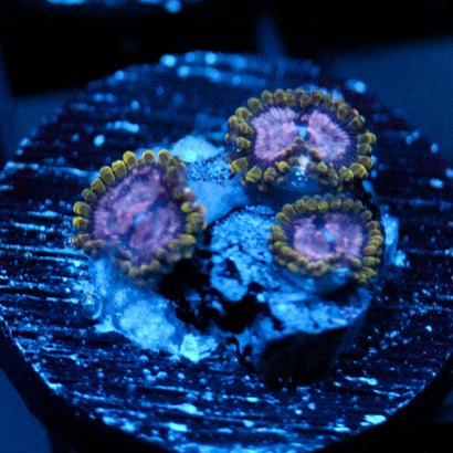 JC Purple Monster Zoanthid
