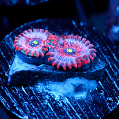JC Agave Zoanthid