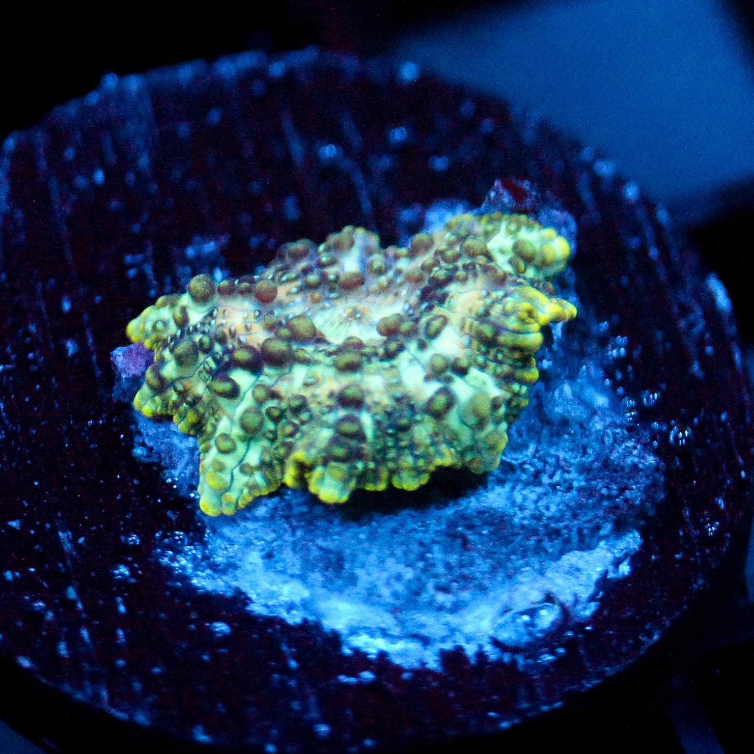JC Mint Cheetah Discosoma