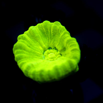 JC Neon Trumpet Coral