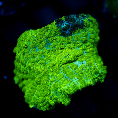 JC Kryptonite Rhodactis Mushroom