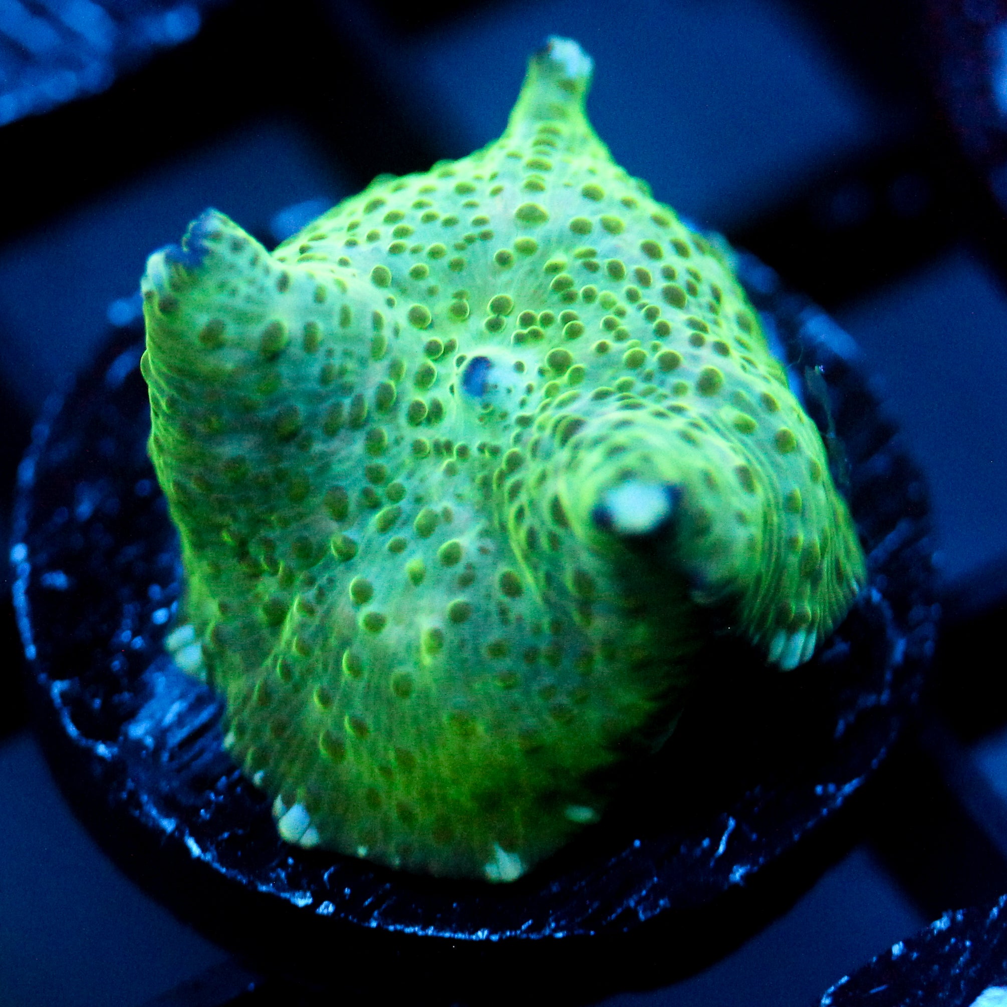 JC Frog Skin Discosoma