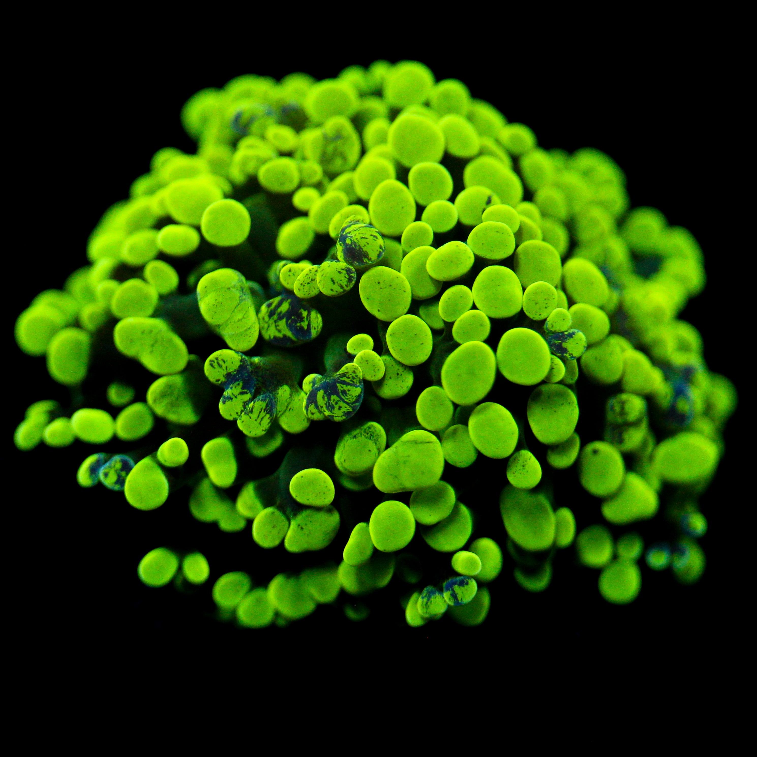 JC Neon Green Splatter Hammer