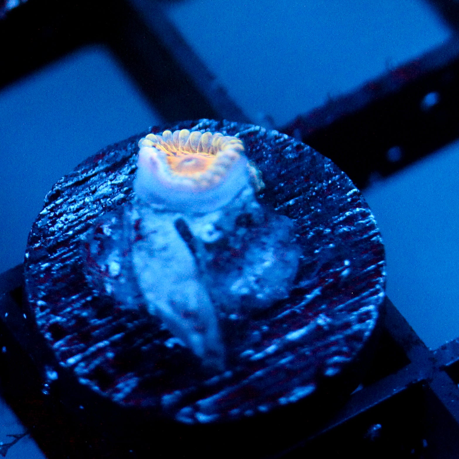 JC Blue Seam Zoanthid