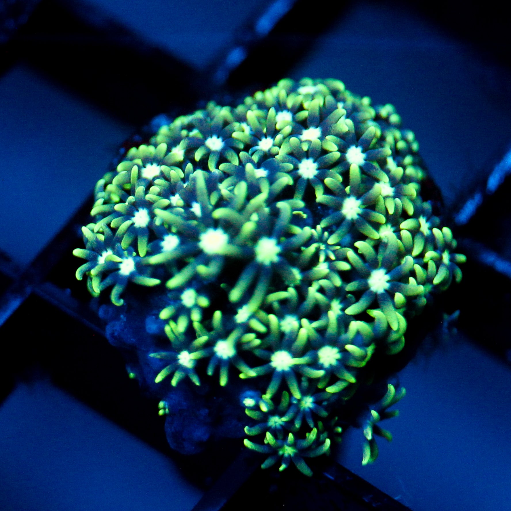 JC GSP