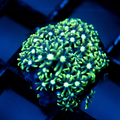 JC GSP