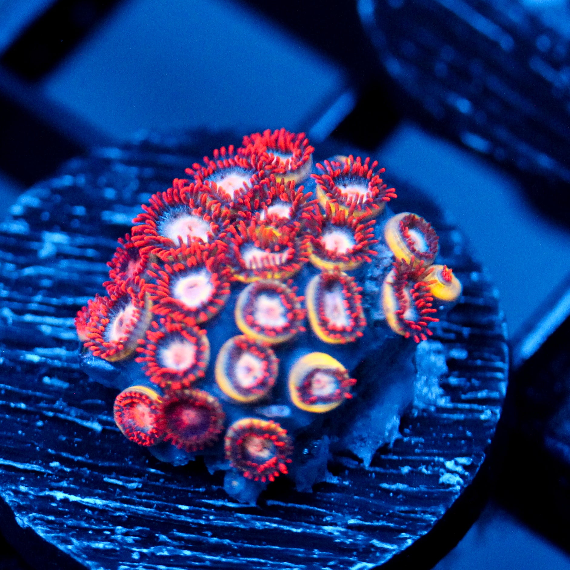 JC Peach Inferno Zoanthid