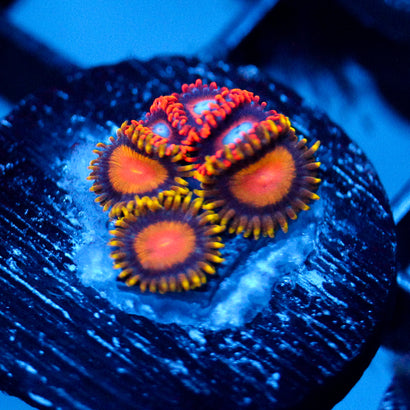 TSA Florida Orange Zoanthid Mix