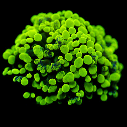 JC Neon Green Splatter Hammer