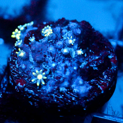 JC Star Polyp
