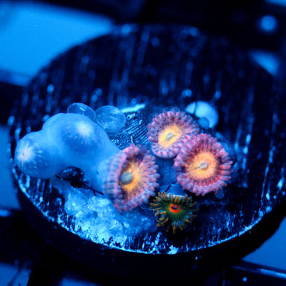 JC Mango Smoothie Zoanthid