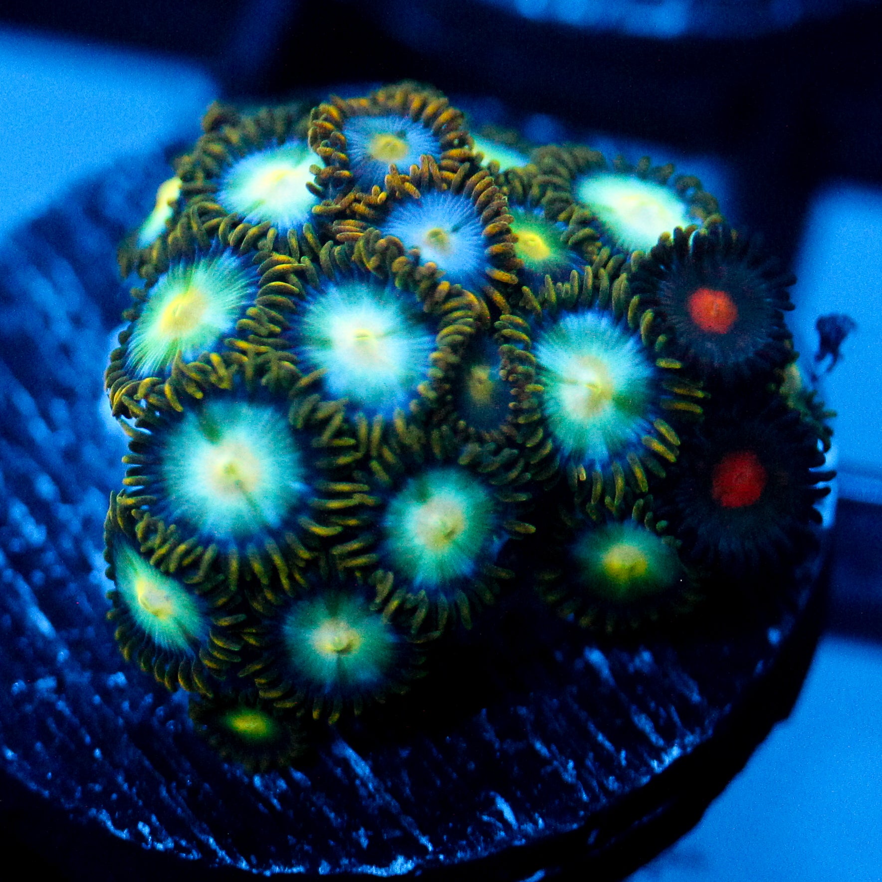 JC Saturn Zoanthid mix