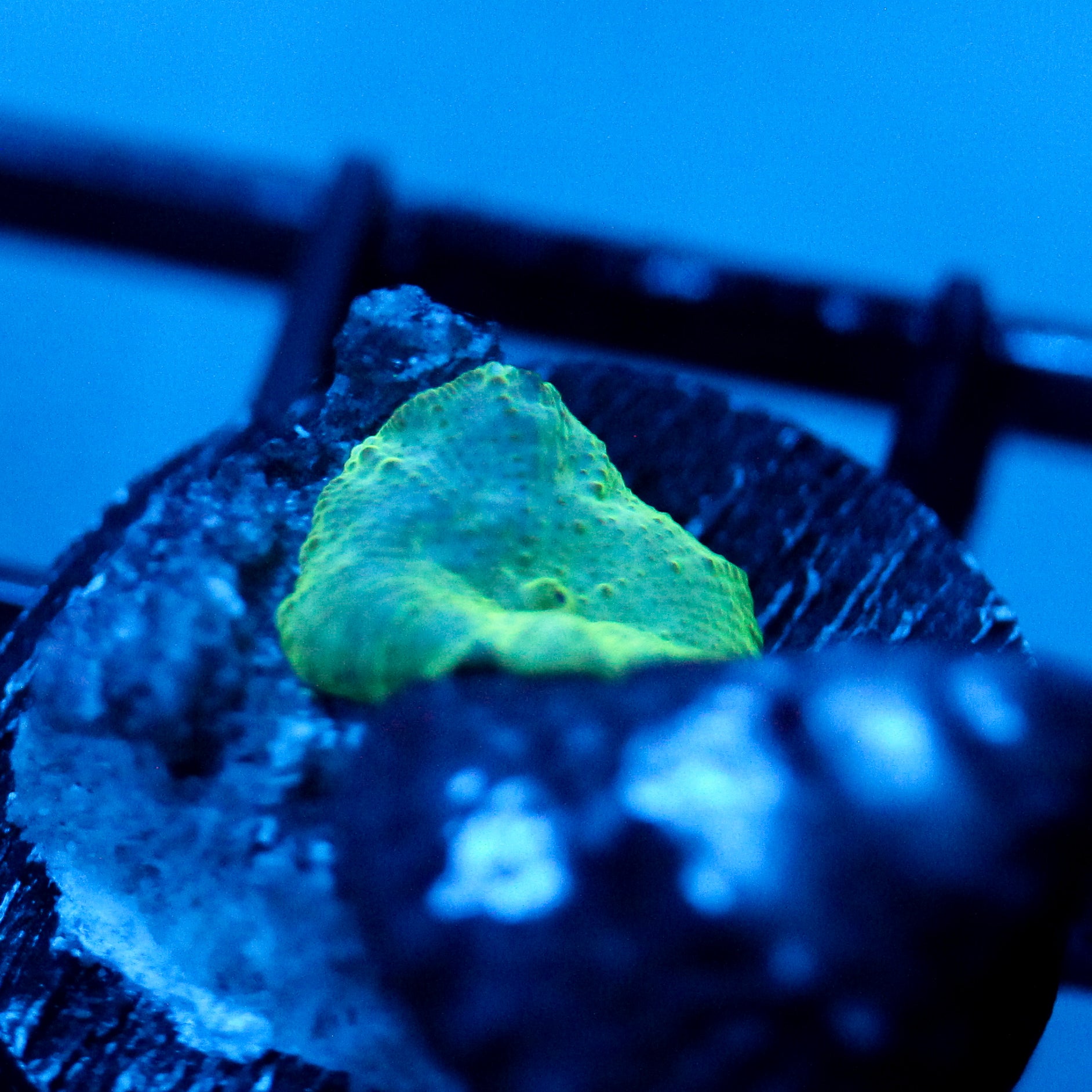 JC Hyper glow Discosoma