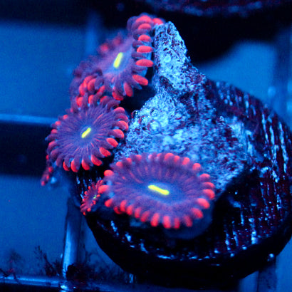 JC Purple People Eater Zoanthid