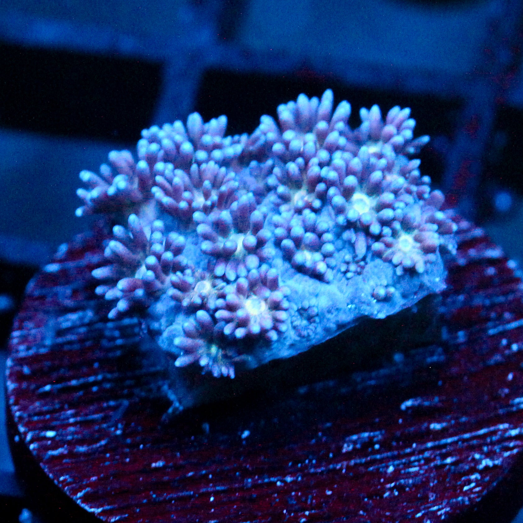JC Blue Berries Goni
