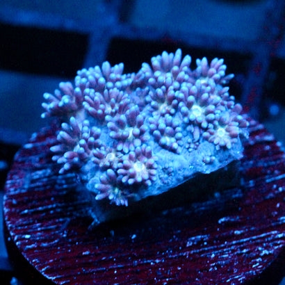 JC Blue Berries Goni