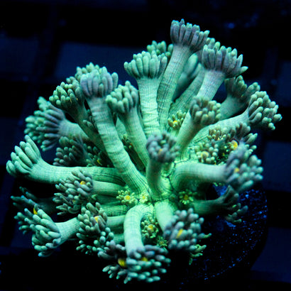 JC Green Gerber Goni (last one)