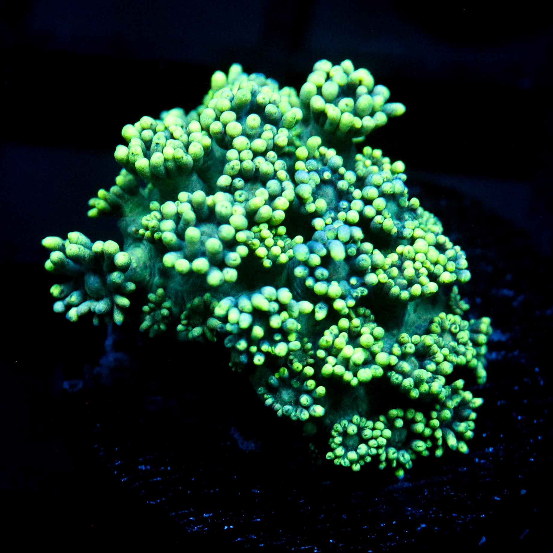 JC Sea Grapes (re-list)