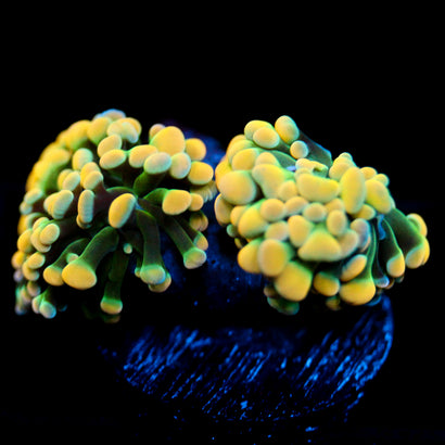 JC Rainbow Gold Hammer 2 head