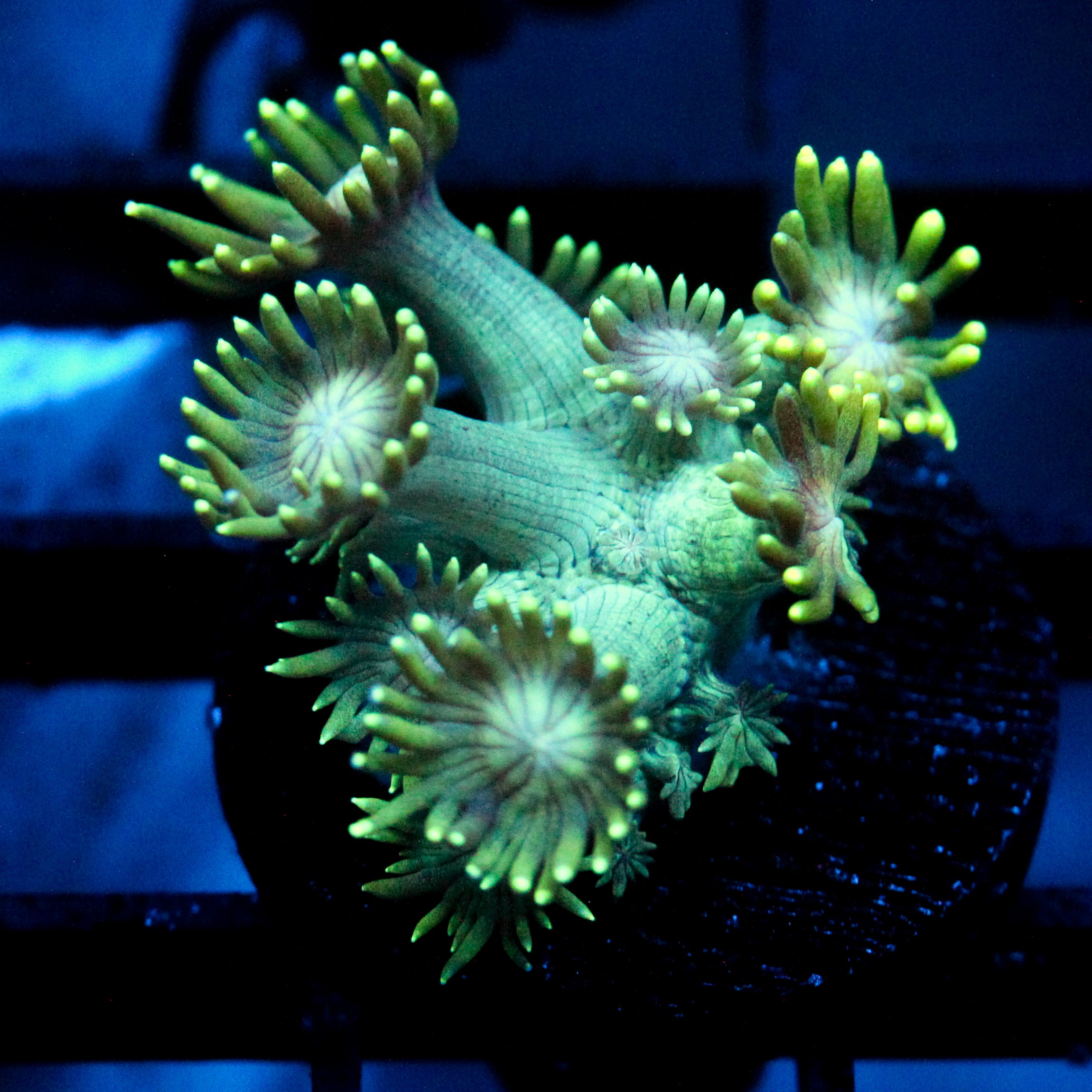 JC Earthling Goni