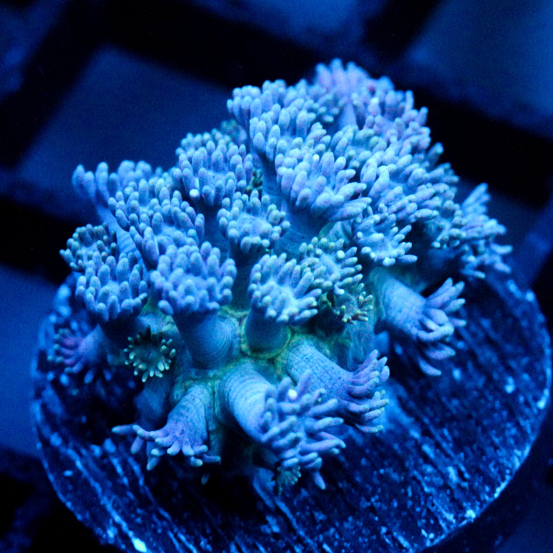 JC Blue Lagoon