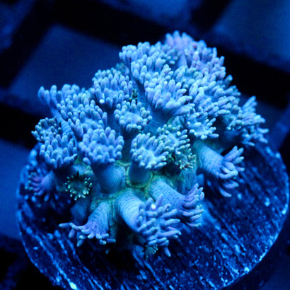 JC Blue Lagoon