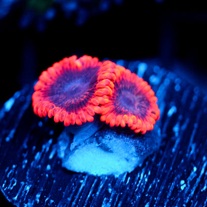 JC Utter Typhloshion Zoanthid