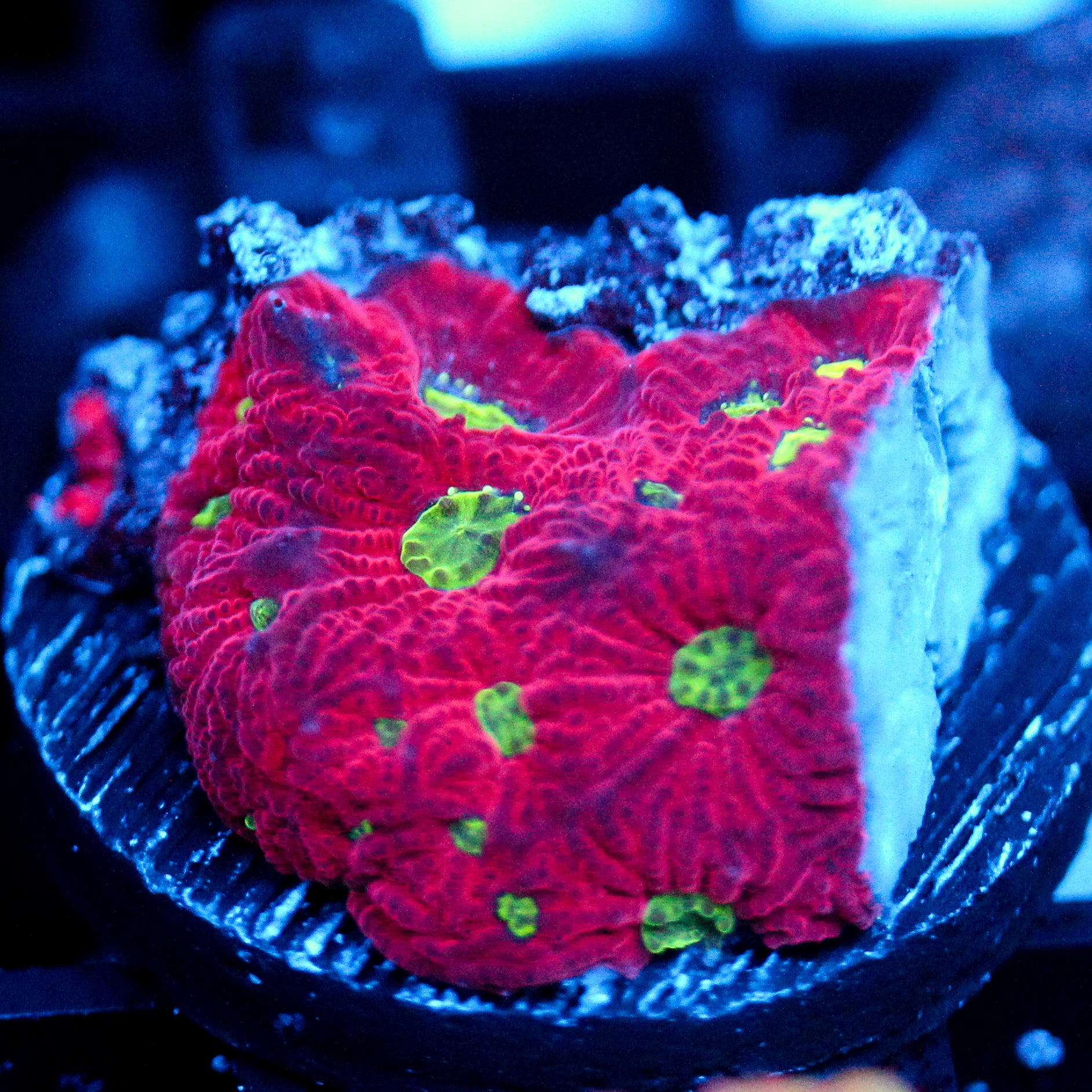 JC Red Crush Favia
