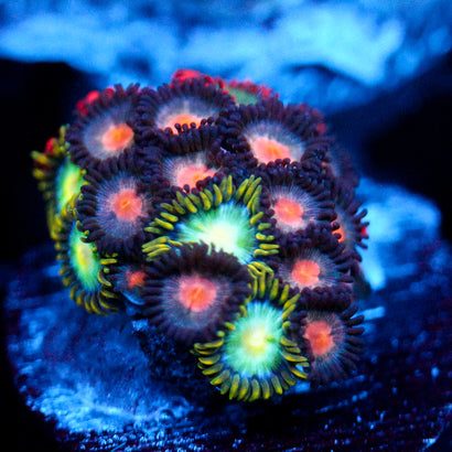 JC Plumb Nova Zoanthid Mix