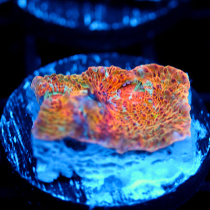 JC Orange Rind Chalice