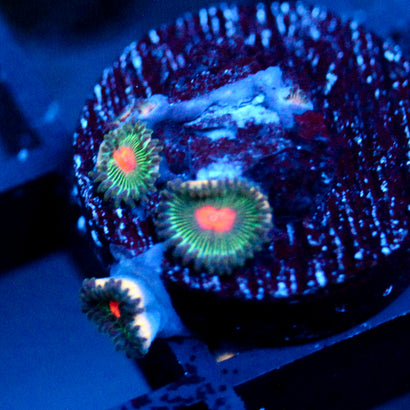 JC Alien Blood Zoanthid