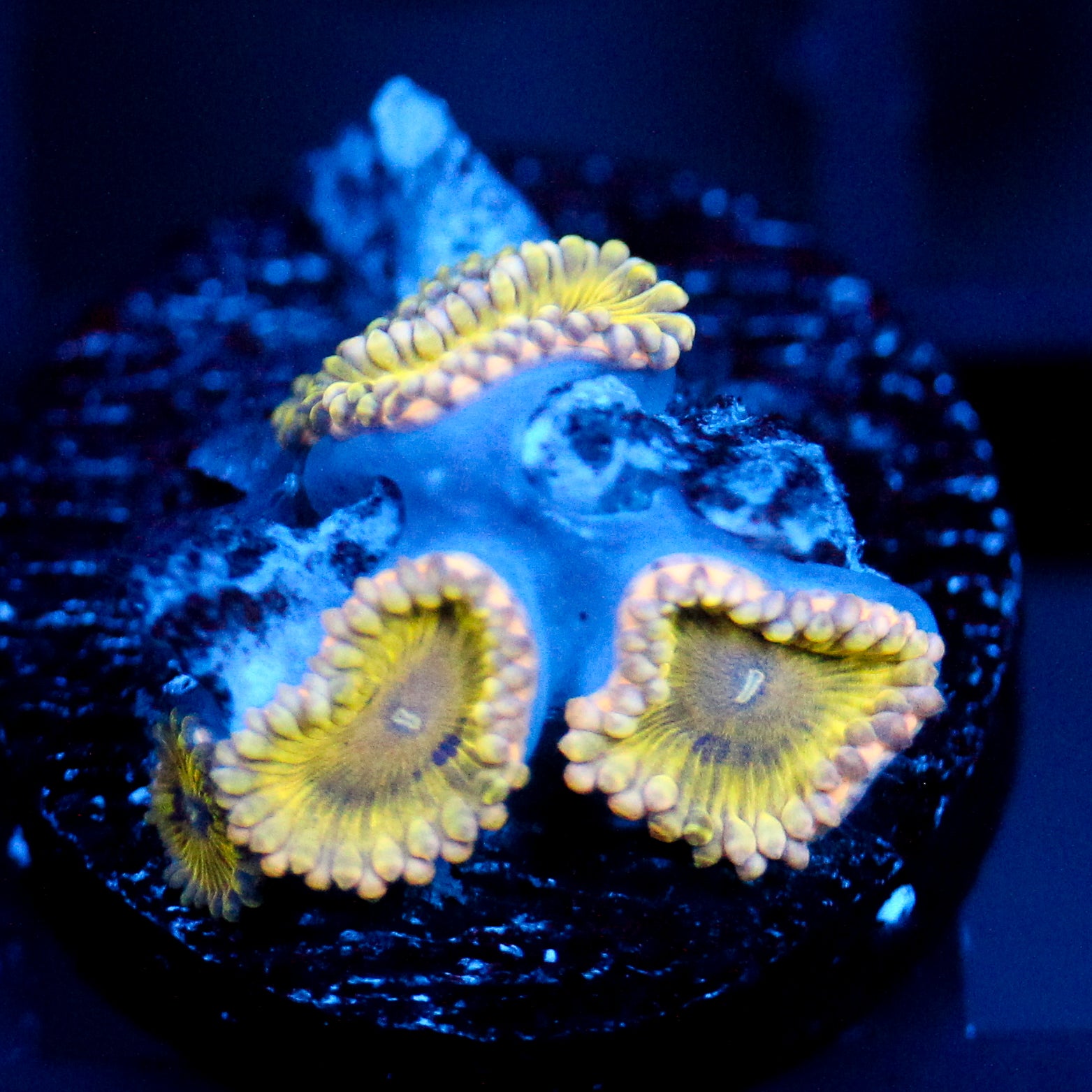 JC Golden Globe Zoanthids