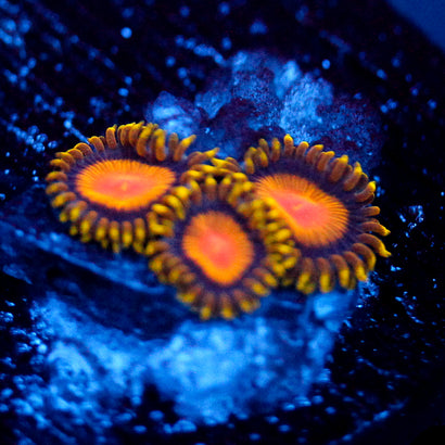 TSA Florida Orange Zoanthid