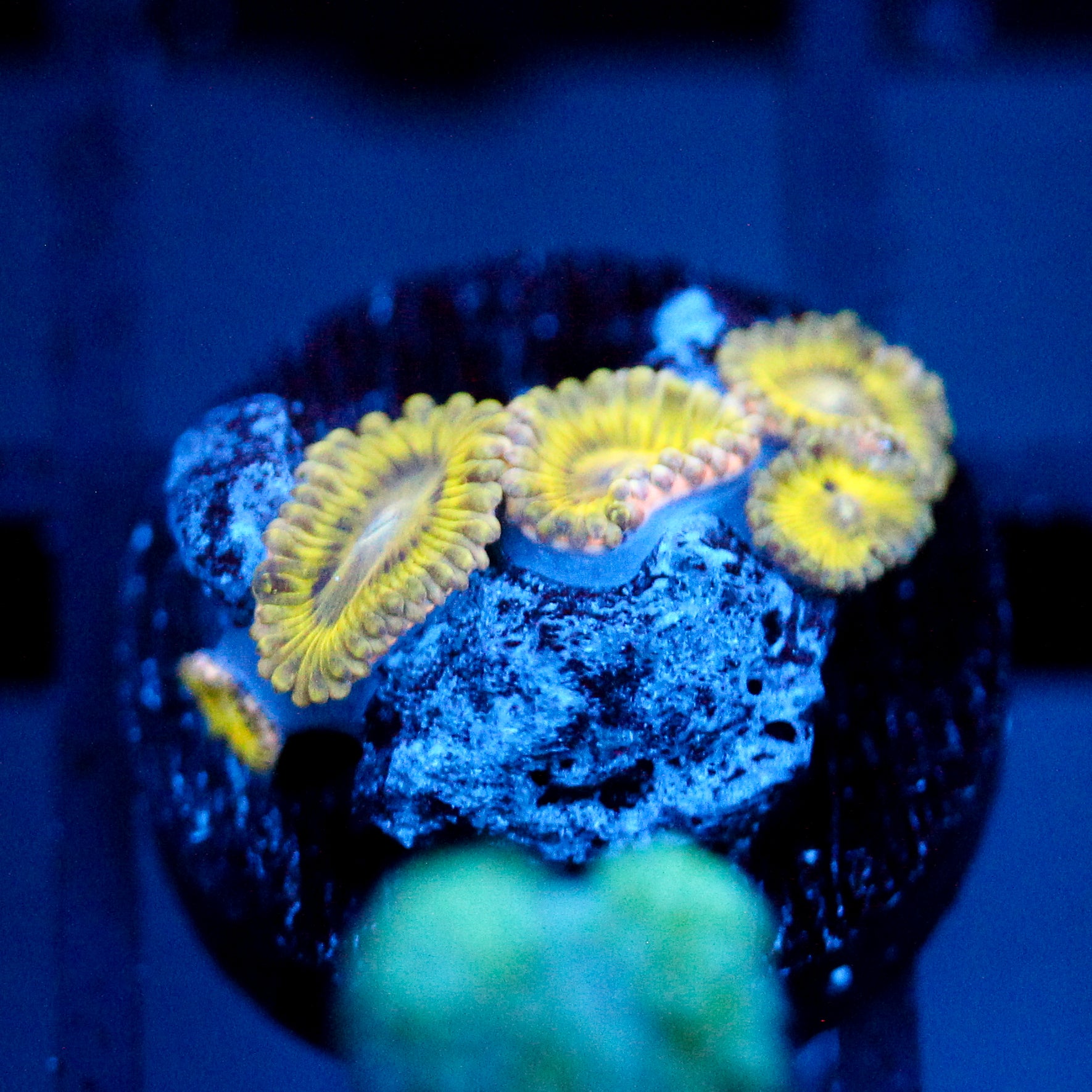 JC Lemon Head Zoanthid