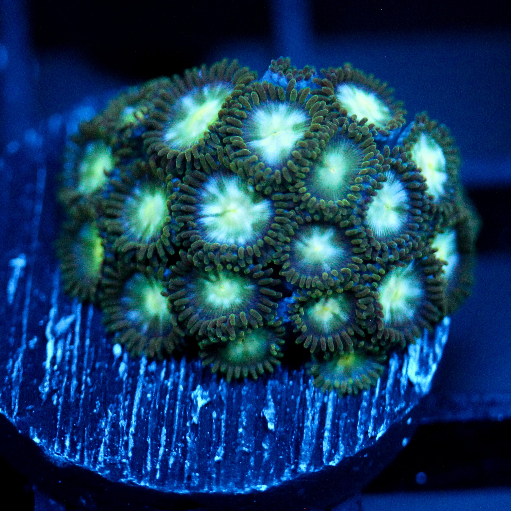 JC Birthstone Zoanthid