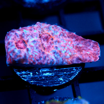 JC Cotton Candy Conniption Chalice