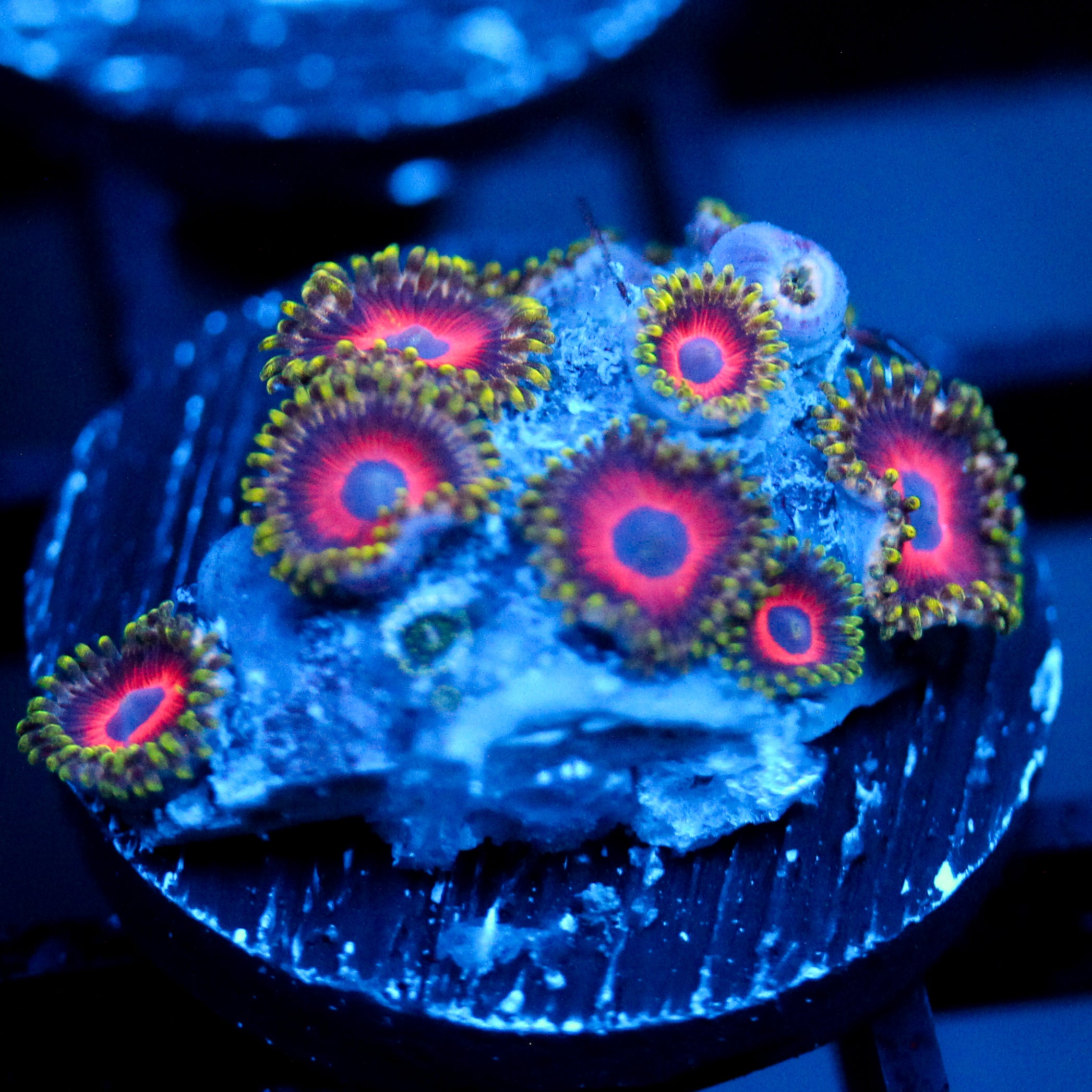 JC Empire Zoanthid