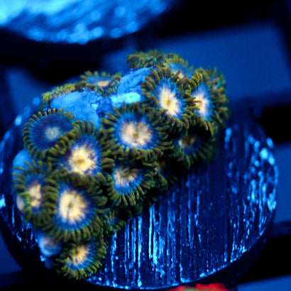 JC Clover field Zoanthid