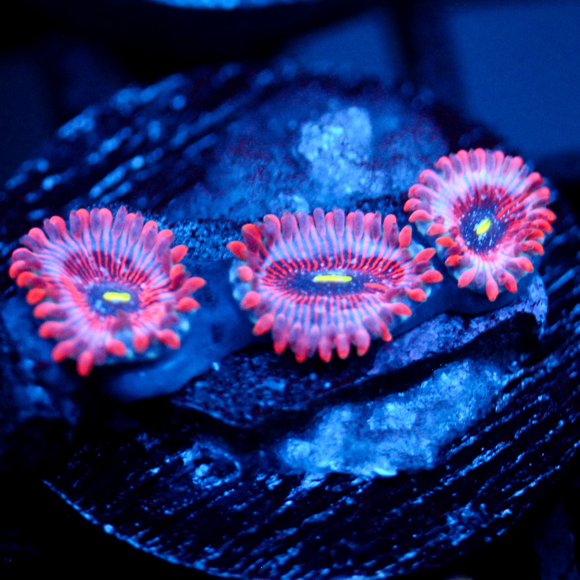 JC Agave Zoanthid