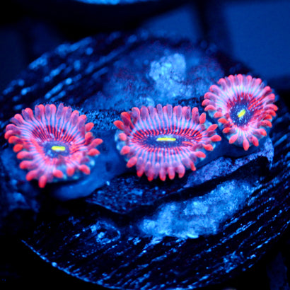 JC Agave Zoanthid
