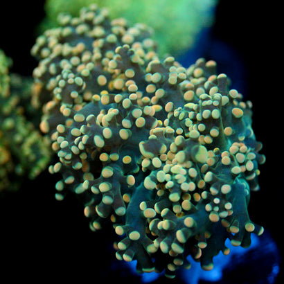 JC Orange Vibe Octo