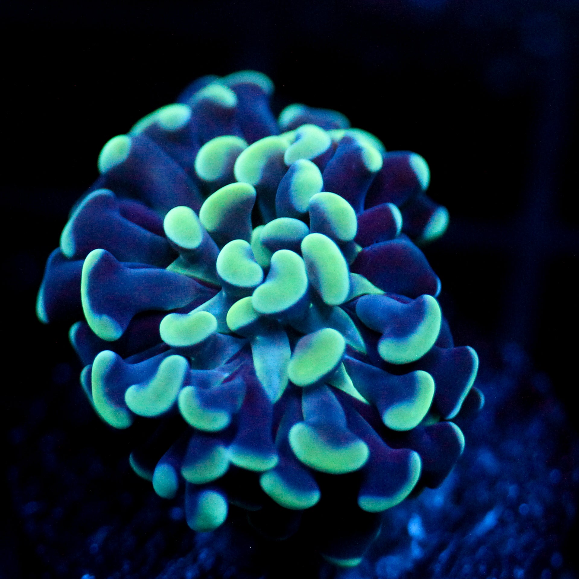 JC Blue Bouquet Hammer