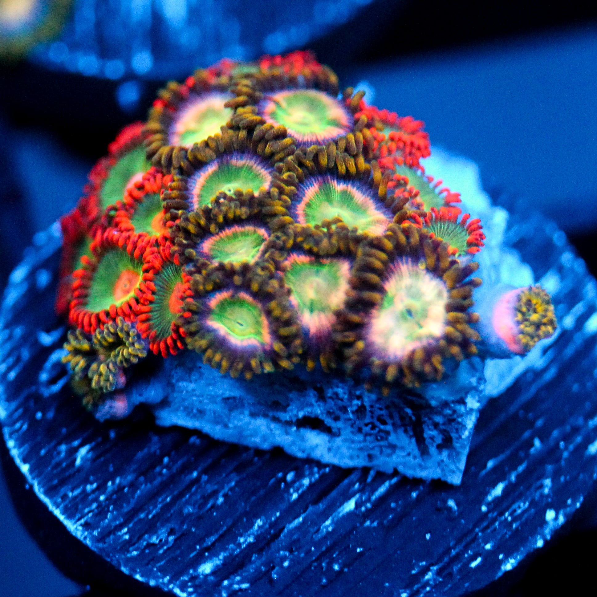 JC Tye Dye Reality Zoanthids Mix