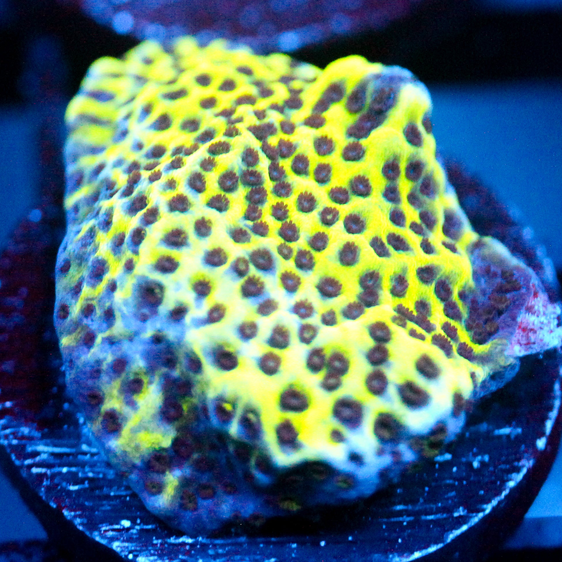 JC Montipora Confusa