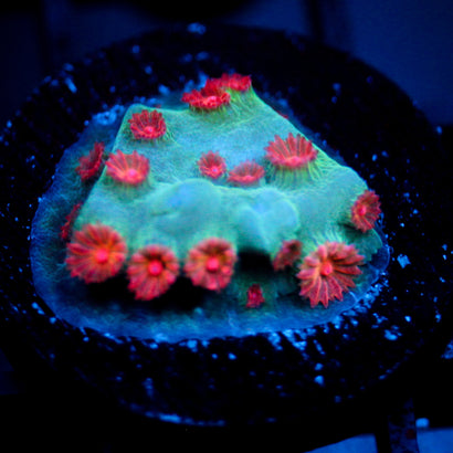 JC Meteor Shower Cyphastrea
