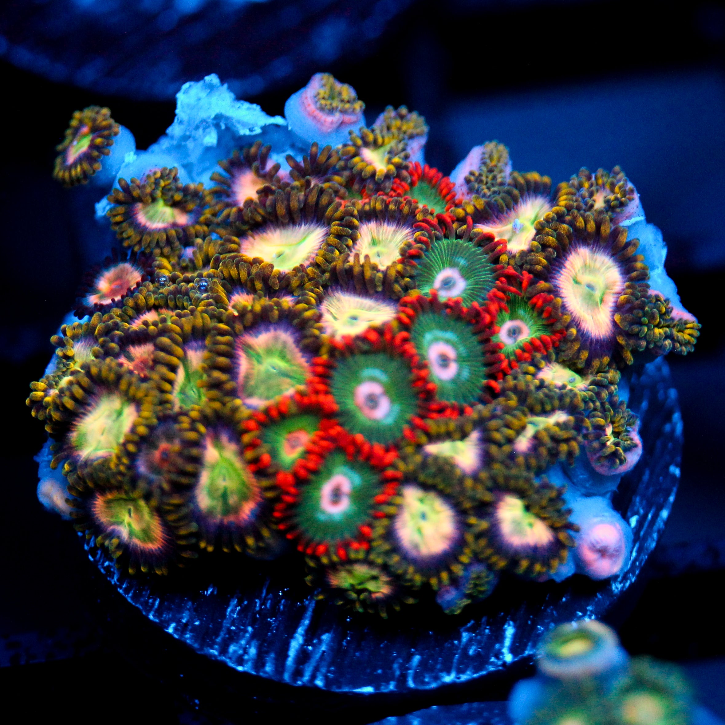 JC Zoa Garden Seed Tye Dye Reality