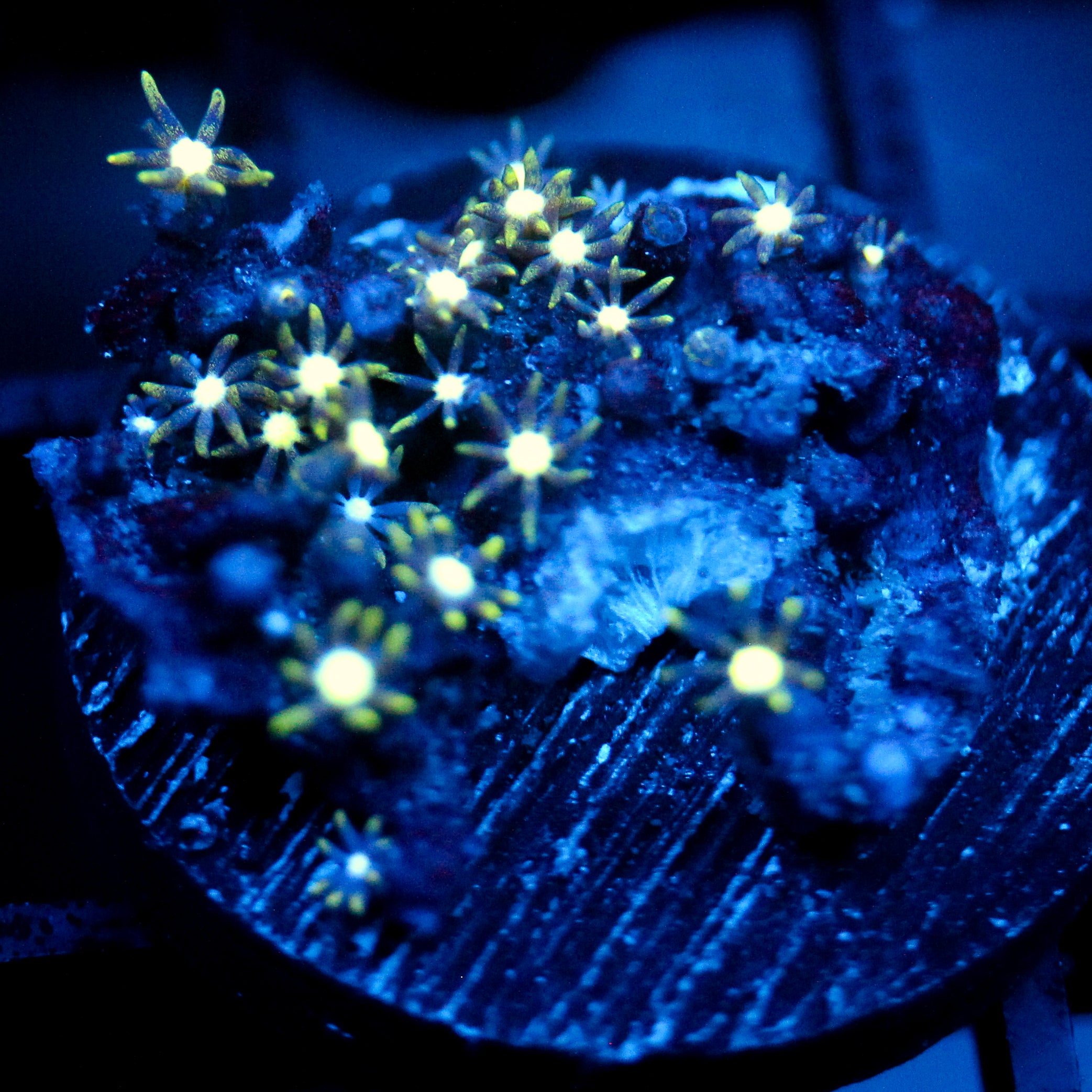 JC Star Polyp