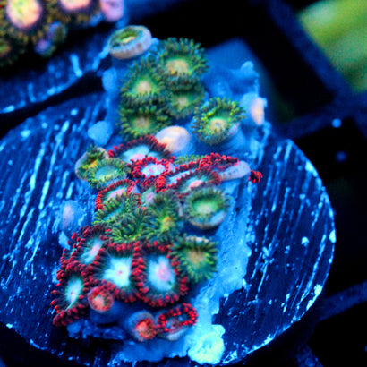 JC Zoa Garden Seed